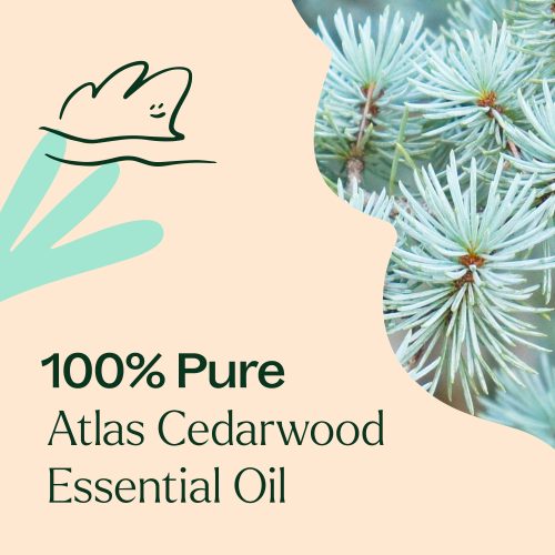 Atlas Cedarwood 03