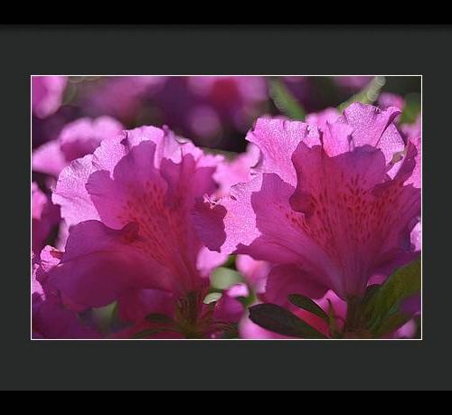 azalea i earthwise designs 082a1ef6 14fe 421d a855 e39fdaaf218b