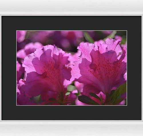 azalea i earthwise designs 1131e95a 9f66 4a43 8203 9985cc65a024