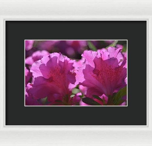 azalea i earthwise designs 1e9c4536 c4b9 4722 90db 76e571b6aa51