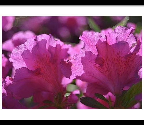 azalea i earthwise designs 206acfff 32fd 4c92 a9fb f472f116b557