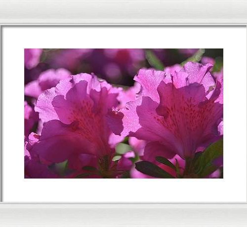 azalea i earthwise designs 24441f37 a81f 44f3 883c 4f636ddbe4c9