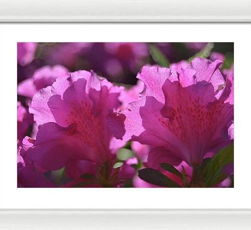 azalea i earthwise designs 348c8198 0ad2 4c49 95c1 ede4a509e3ca