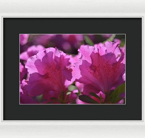 azalea i earthwise designs 54d7244f b607 48d1 8009 609798c764e7