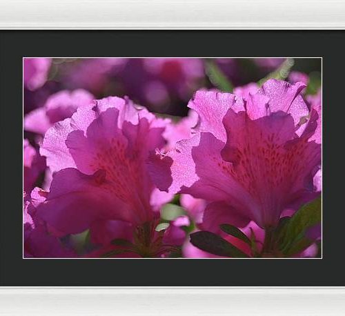 azalea i earthwise designs 81dcd577 4877 4bd9 9c0f 5e4f731be1e1