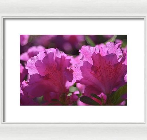 azalea i earthwise designs 85cbfef1 8170 4f43 93c9 ae4cab86898e