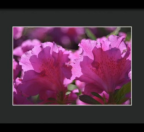 azalea i earthwise designs bf267aaa 9170 4cb2 9caf 4956a2051284