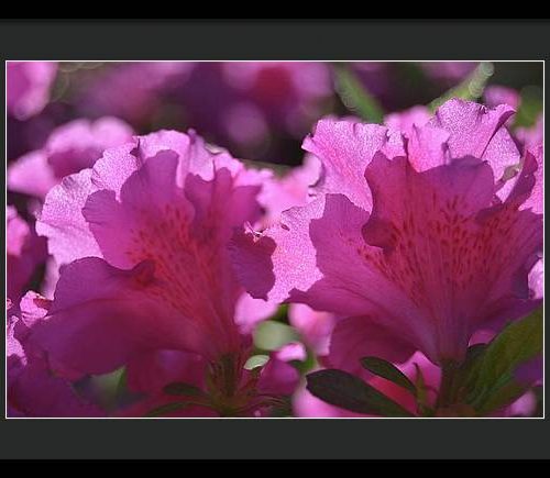 azalea i earthwise designs c6594887 3c61 42e4 9ee2 9d3b9c4f6269