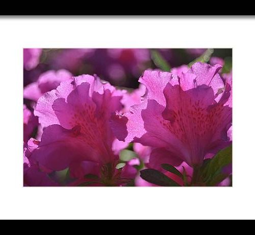 azalea i earthwise designs cf6d1793 bb3d 4e6b 8f04 f4eb1b06d511