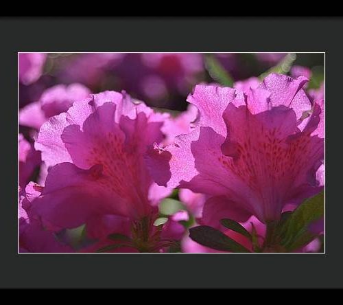 azalea i earthwise designs edf16665 4011 4184 a9c8 fb6401f97307