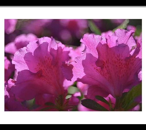 azalea i earthwise designs f0acc70c ae67 4e85 b77a 847c93c6d1bb