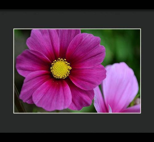 cosmos i earthwise designs 156d1d83 d05c 4295 bb10 d9af084d1c3b