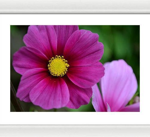 cosmos i earthwise designs 1a8a887a 7202 469f 875c 5d5f6d8a88b1