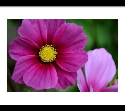 cosmos i earthwise designs 4cf0bbfd 5959 449b a86e 5bf5843c1749