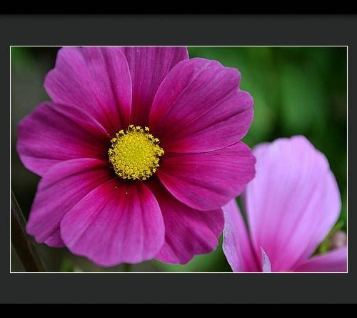 cosmos i earthwise designs 512c8ebe 99b2 4129 ab43 a87fd722caf4