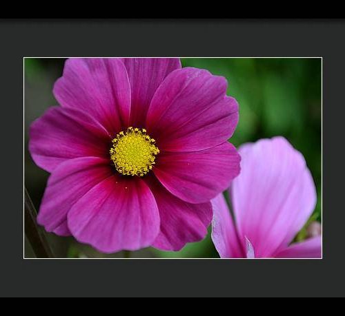 cosmos i earthwise designs ebf34cf5 221c 475a 8890 69824d62951f