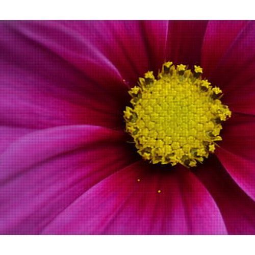 cosmos i earthwise designs f65806a3 8656 465d ac13 9d0846fe8f11