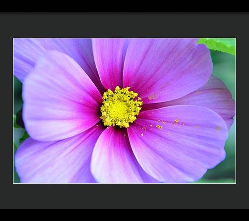 cosmos ii earthwise designs 08bc918a cffc 4b16 a912 3ae2146b1bdc