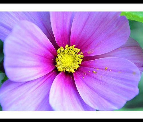 cosmos ii earthwise designs 10b238ec 965d 4bb5 8a71 aa61ed16070a