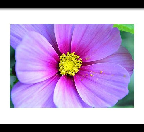 cosmos ii earthwise designs 29e4bf1b f345 41d1 9b8d 39bb61632acd