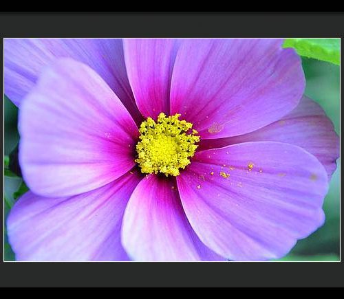 cosmos ii earthwise designs 2cf4e1fa 46c8 42a3 8b07 d5fe8fc05589