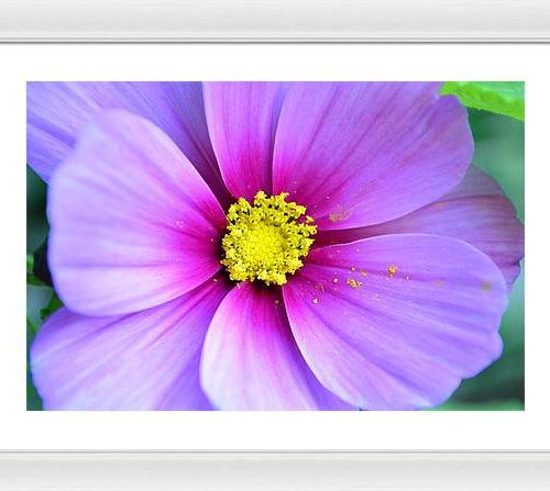 cosmos ii earthwise designs 31cac646 c515 4d14 a828 d18d80dea69c