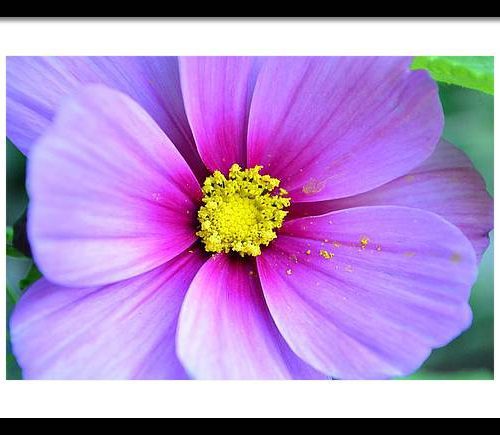 cosmos ii earthwise designs 3ba5a1bf a674 4f38 b92e 86a515eb60a0