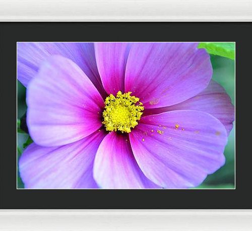 cosmos ii earthwise designs 5db3f65e 7a88 4301 95fa e4ff3b6b33b9