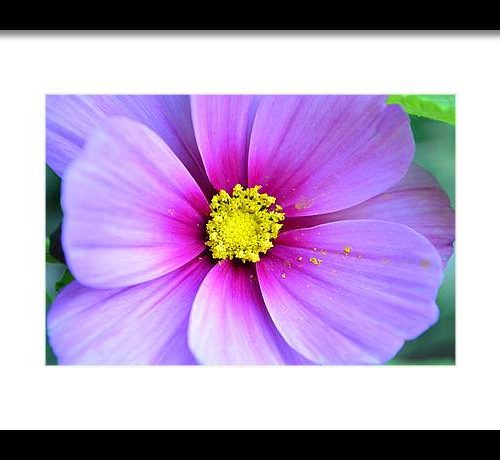 cosmos ii earthwise designs 63586d0f 10f3 43cb b11d 743070ae7afb