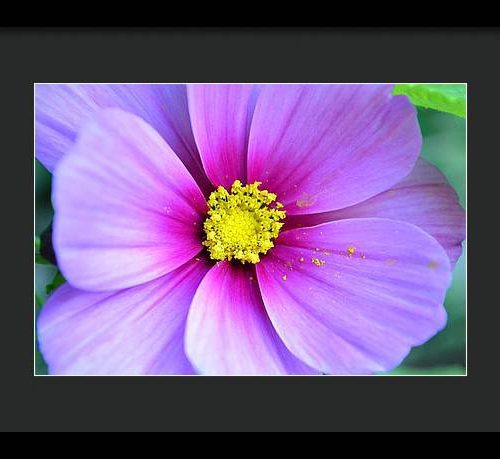 cosmos ii earthwise designs 64247953 4bf7 4821 83bc 0a162fd12245