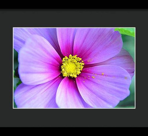 cosmos ii earthwise designs 65b338cd 595e 4e0d 81de 8310562ca905