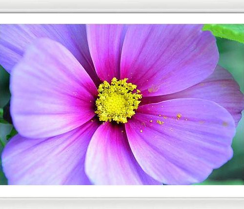 cosmos ii earthwise designs 81936a59 2cda 4dcf b0f3 df29978f8a58