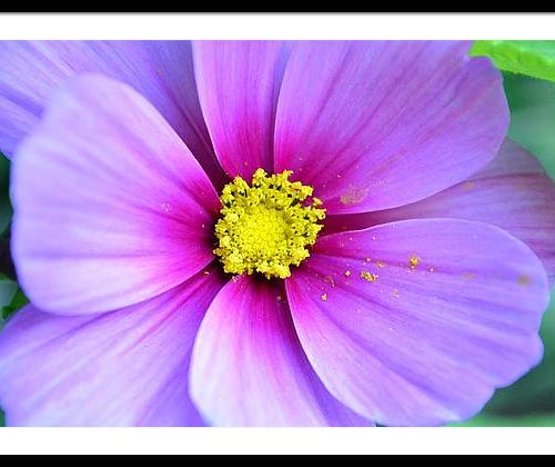 cosmos ii earthwise designs 9e7b6f68 9724 48f2 8497 31b3fe5b5704