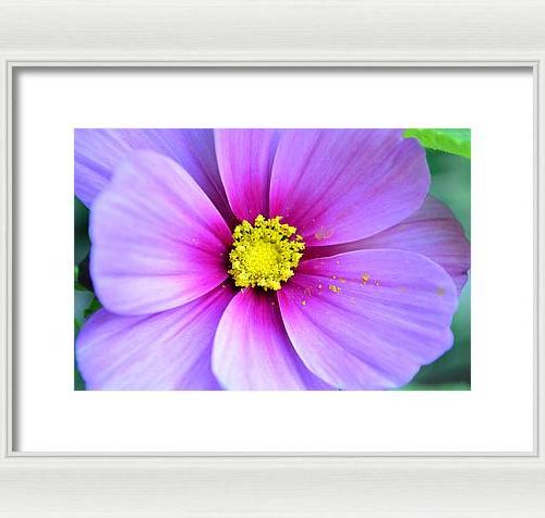 cosmos ii earthwise designs 9f94a1a7 e547 42b4 92ea 453ff712517c