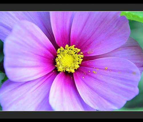 cosmos ii earthwise designs a09f77c8 99bb 4f8d 8ca3 4d32a7516744