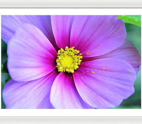 cosmos ii earthwise designs a4c5e7fc 572d 46d0 b720 b03d9693eed0