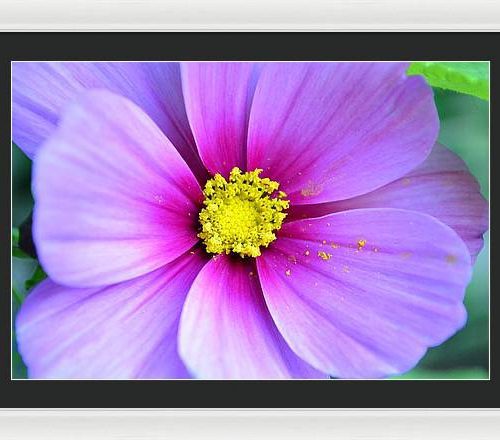 cosmos ii earthwise designs bf941099 1313 402b 8656 75cc5c95145a