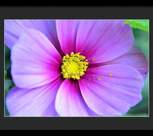 cosmos ii earthwise designs d1e68a9d da1b 46ce a44d 50e709c87962