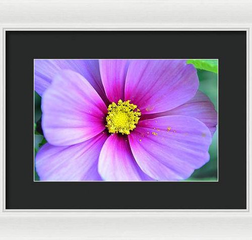 cosmos ii earthwise designs d286c6b3 5323 4148 a580 69e1bc0039f1