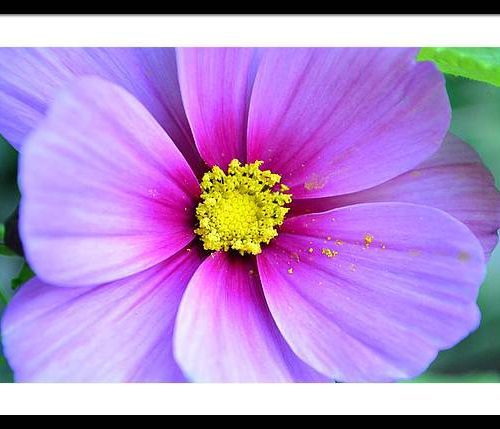 cosmos ii earthwise designs e2670821 8970 448c a565 b2ae9b41140f