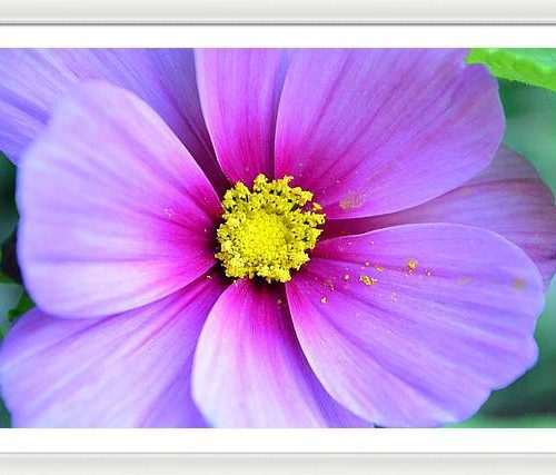 cosmos ii earthwise designs e89e1f88 5cb5 4582 8953 bd208f123c19