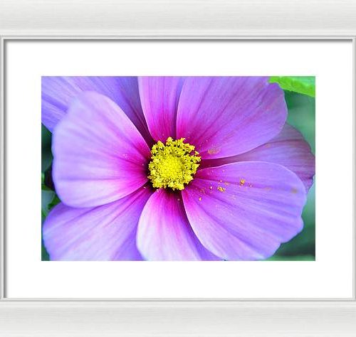 cosmos ii earthwise designs ee63e4a0 bace 4d9c 8d17 80d6b2ed5fdc