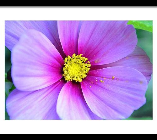 cosmos ii earthwise designs f0606174 94ac 4cbd ac19 9b0c53e77e94