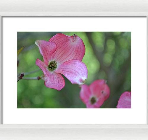 dogwood i earthwise designs 04e39f62 cc9f 45c4 83e9 569ebdaa8c32