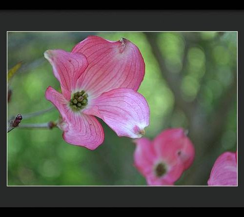 dogwood i earthwise designs 0ce2d595 8fb6 4cf4 b971 03131348d381