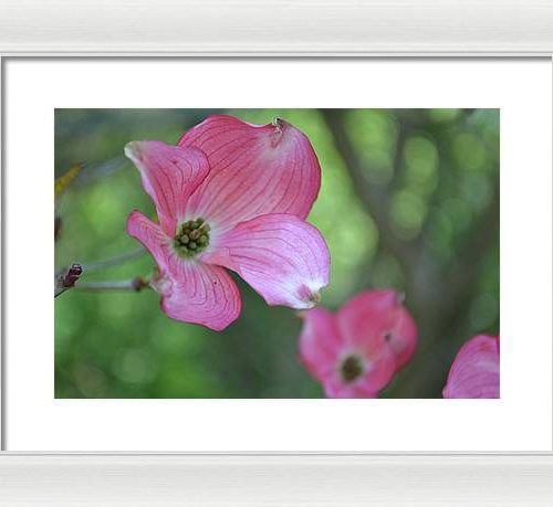 dogwood i earthwise designs 0ec109f4 811f 43f3 9d38 c2bb3be4becf