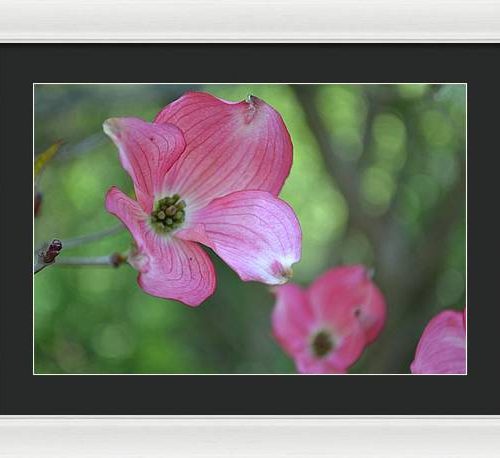 dogwood i earthwise designs 0f4449ea 13a0 4f27 a9df 92961cd8b348