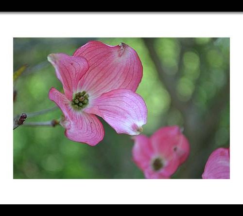 dogwood i earthwise designs 2791ffb0 7e20 43a0 a1ab f86258083cd7