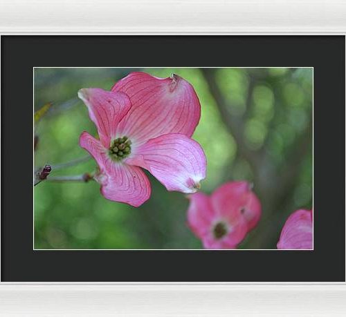 dogwood i earthwise designs 2c2eda8e 68ff 4079 bc08 8c40087ed248