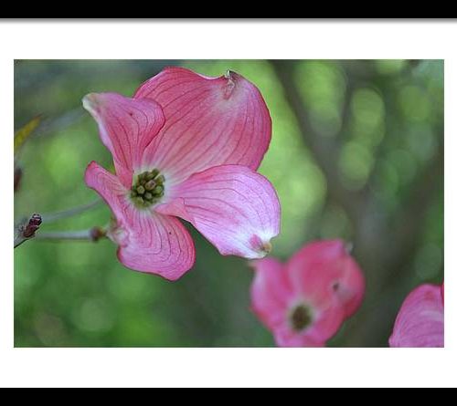 dogwood i earthwise designs 305ca228 704d 475f b190 5691d9162c55